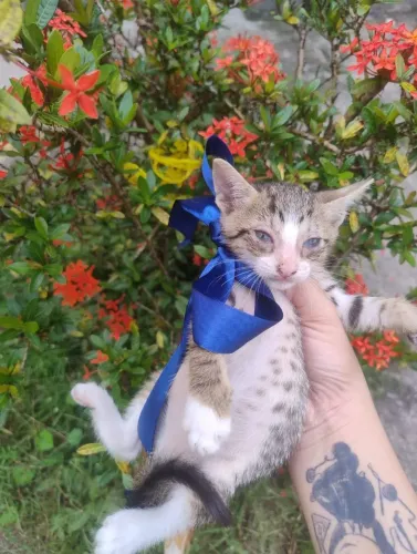 Machinho para adoção