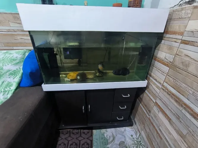 Aquario com Bombas, filtros, móvel e 2 Oscar de 20cm cada 