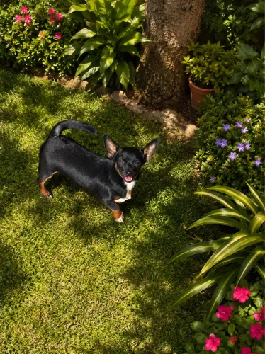 Chihuahua macho 6 meses *troco