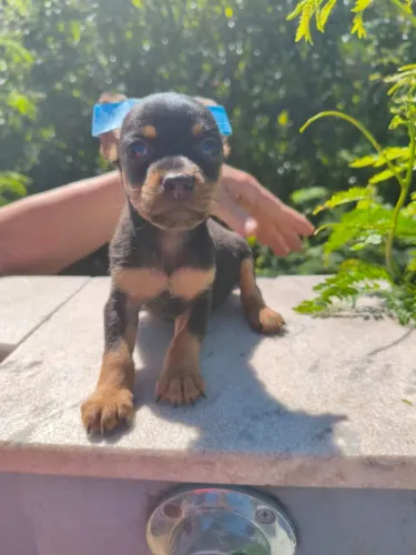 Pequeno Pinscher um Príncipe
