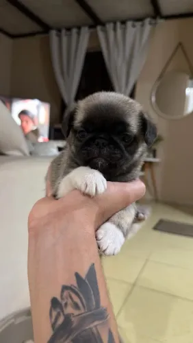 Pug