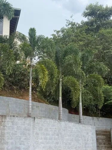 Vendo Palmeiras Rabo de Raposa