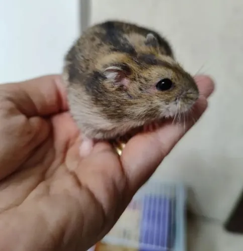 Hamster Anão Russo
