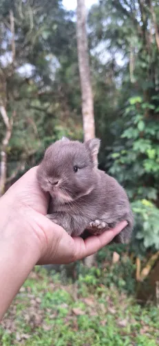 Mini coelho Netherland Dwarf 