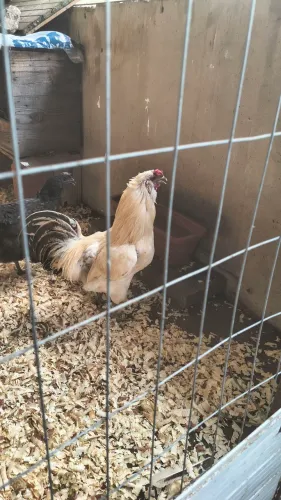 Vendo galo ameroucana branco 180 reais