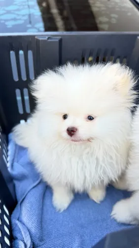 Spitz alemão