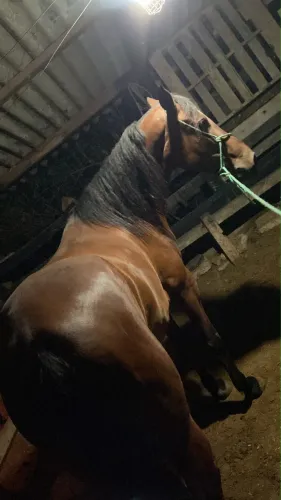 Cavalo castrado lindo