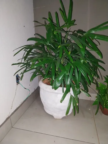 Vendo essa Planta  150,00 