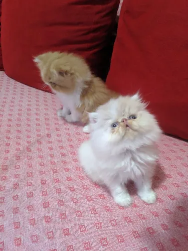 Filhote de gato persa macho