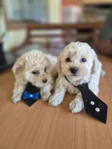 Poodle macho próprio para apartamento
