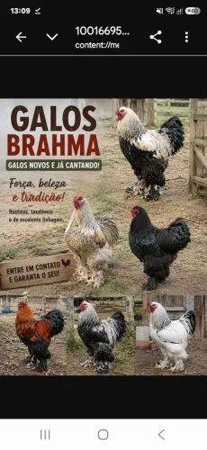 GALOS BRAHMA
