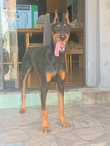 Doberman fêmea 