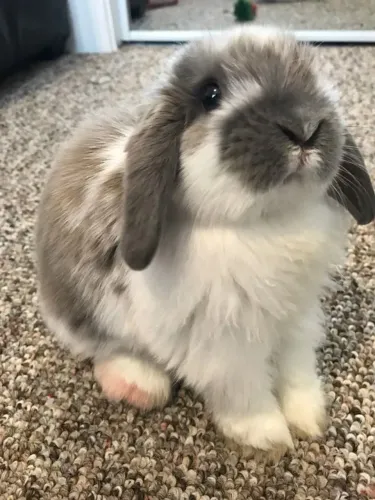 Coelho mini lop