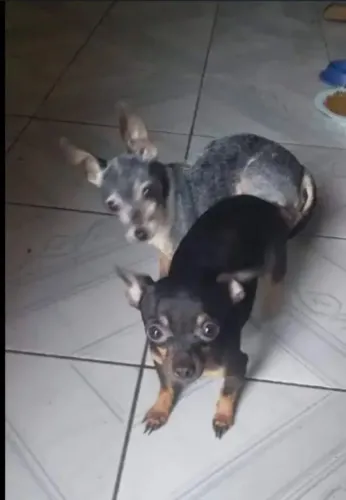 Vendo Pincher exóticos 