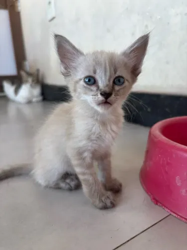Gatinha filhote linda