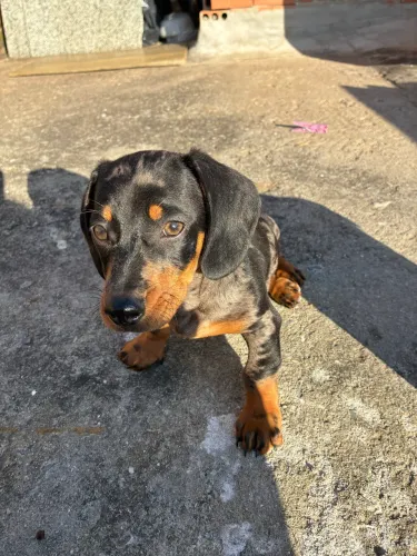 Vendo cachorro da raça Dachshund