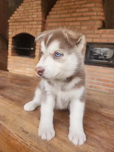 Filhotes de Husky Siberiano