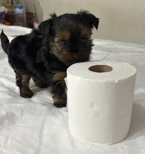 Yorkshire machinho