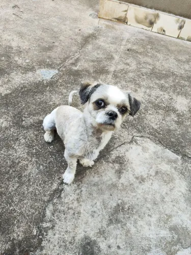 Doação cachorrinho