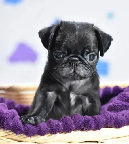 Pug O filhote certo chega no momento certo