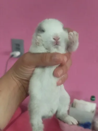 Coelhinhos bebês