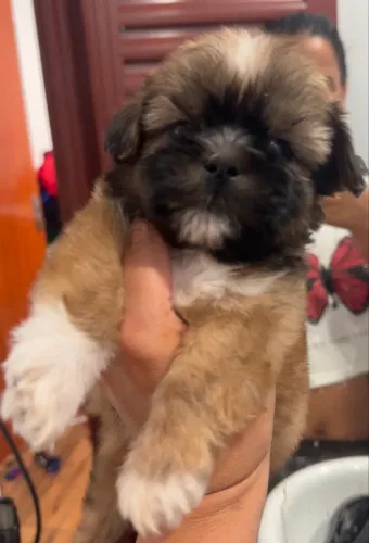 Shih tzu mine macho