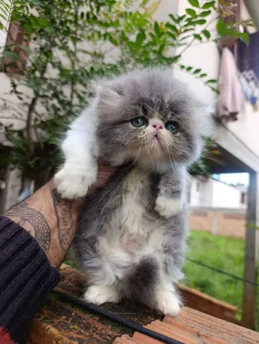 Persa BLUE Tabby e White