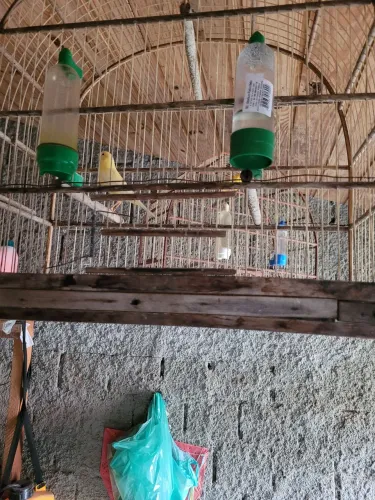 Gaiola usada