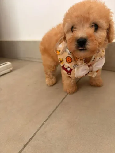 Poodle toy Fêmeas disponíveis.