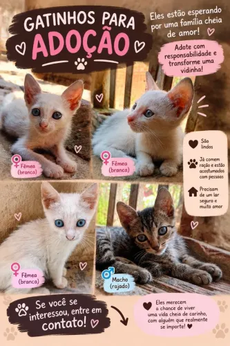 Gatinhos filhotes para adoção responsável ?