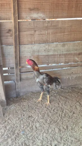 Frango índio puro