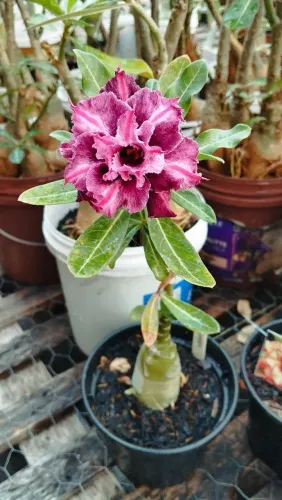 Rosa do deserto 