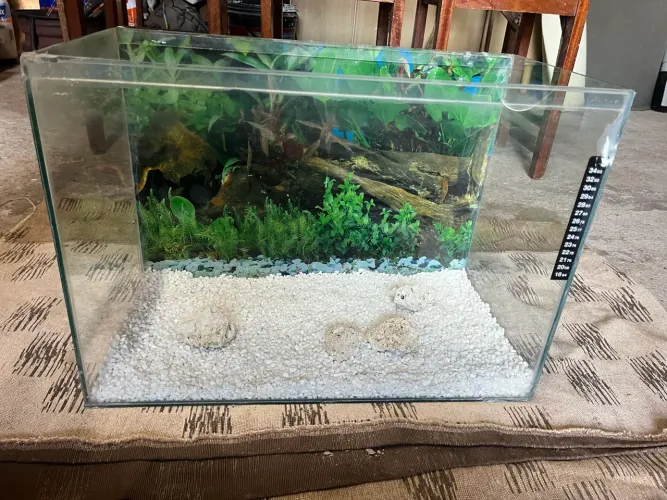 Aquário de 55L + Pedraria + Motor de oxigênio