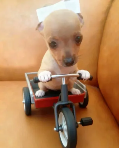 Pinscher Zero Pequeno e Esperto