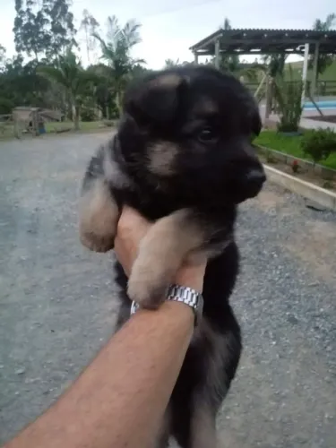 Pastor alemão Um cachorrinho que merece destaque