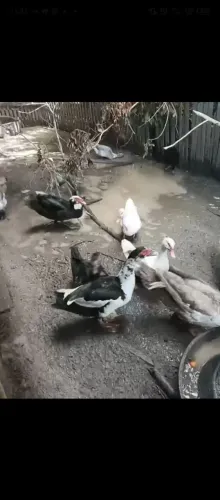 Patos e patas