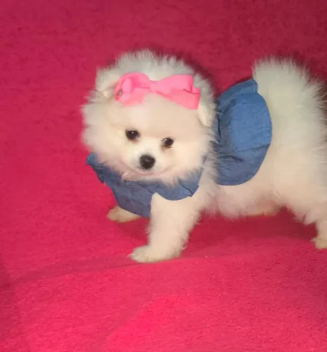 Lulu da pomerania branco neve parcelamos até 18
