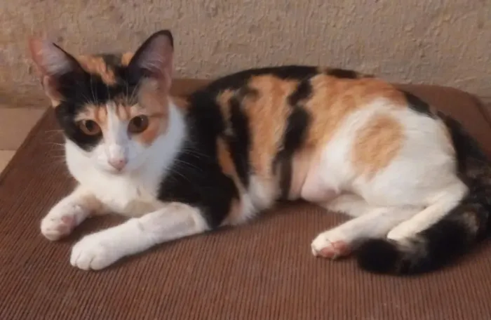 Gatos pra doação 