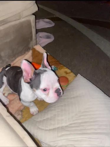 Exotic Bully com pedigree 