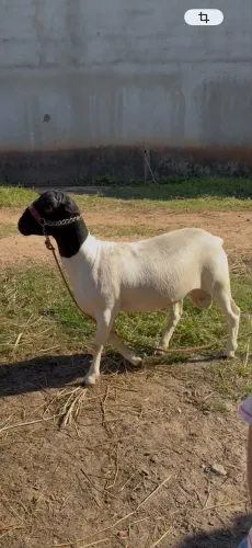 Borrego Dorper