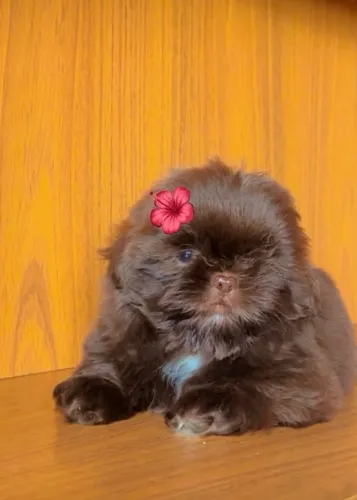 Shihtzu fêmea
