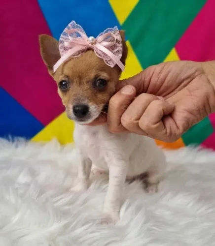 O Filhote Que Faltava Princesa Pinscher