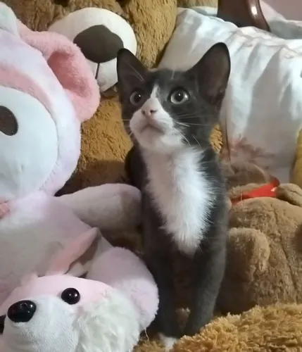 Gata doação