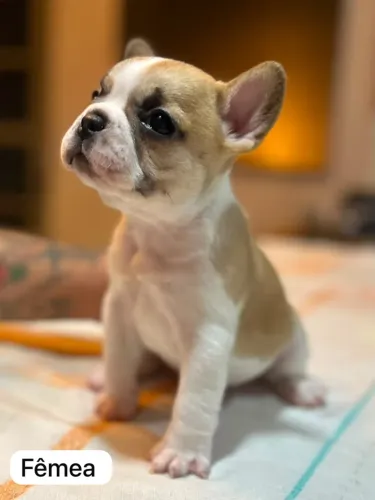 Vendo filhotes de buldogue francês