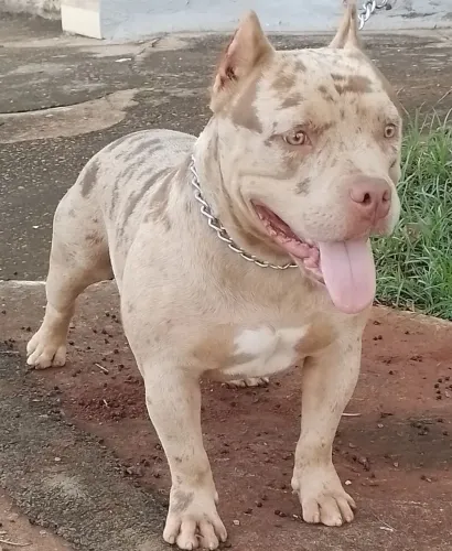 American bully 