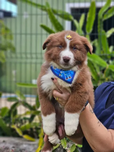 Border Collie | Entrega em Foz dia 13/08