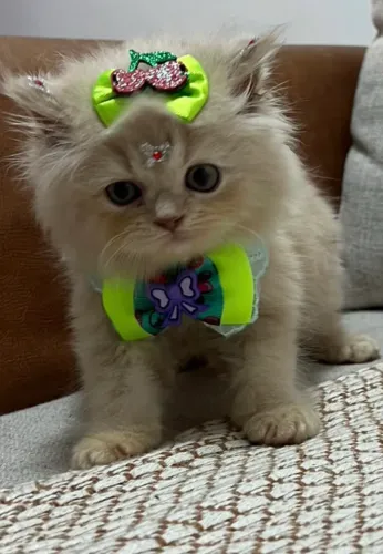 Gata Persa a venda