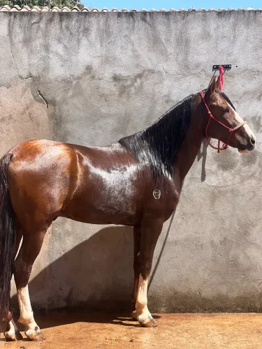 Vende se cavalo manga larga registrado 