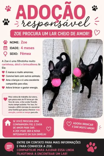 Doação filhote fêmea 4 meses  (Cachorro) 