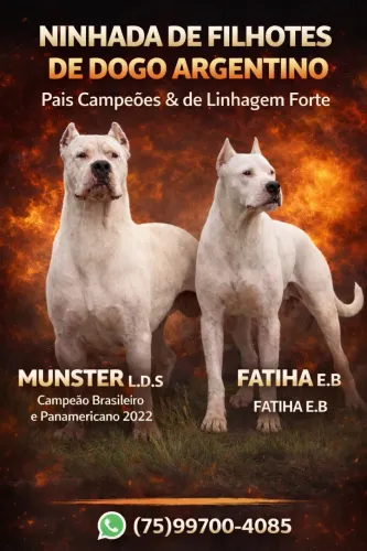 Filhotes de Dogo Argentino disponíveis 